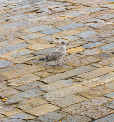 Seagull on stone floor