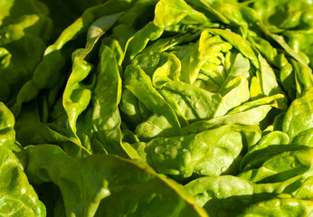 Lettuce Salad in the garden