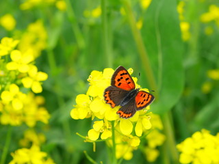 菜の花とベニシジミ