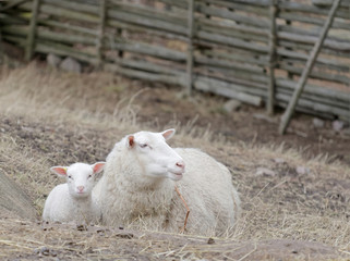 Beautiful white lamb and the mother sheep laying down