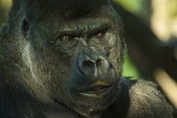 Gorilla kijkt streng.