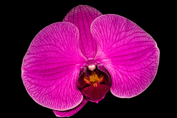 Fototapeta na wymiar orchid isolated on black