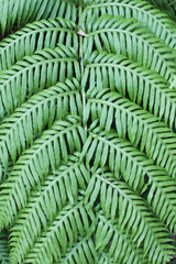 Fototapeta premium Primer plano de los detalles de una hoja