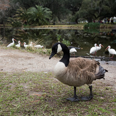 Canadian goose (branta canadensis) in southern tropical urban park, flock of ibis in background