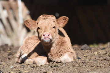 Fototapeta premium mucche scozzesi toro vitello manzo pelo lungo 