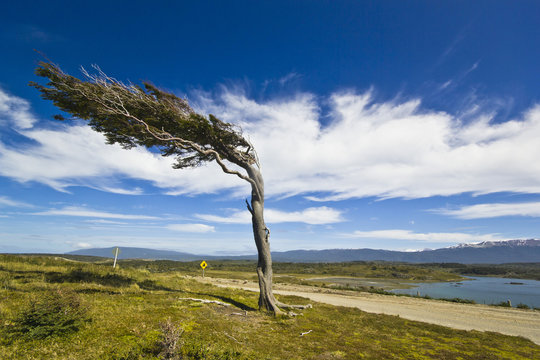 misshapen by wind tree in patagonia tierra del fuego