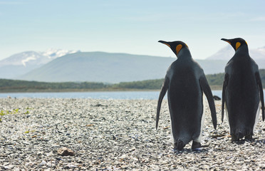 two king pinguins near sea going form the camera