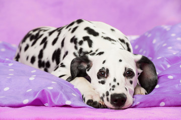 Dalmatinerwelpe