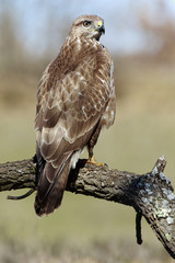 Buzzard (Buteo buteo) perched on a log