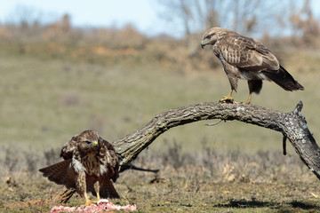 Buzzard (Buteo buteo) perched on a log