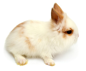 Beautiful white rabbit angora lion head