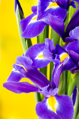 Purple iris flower on the yellow background.