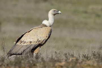 Griffon vulture (Gyps fulvus), perched on the floor