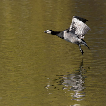 Bernacle Goose