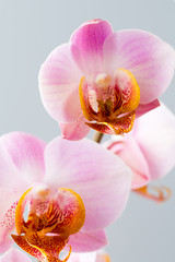 Fototapeta na wymiar Pink orchid on the grey background.