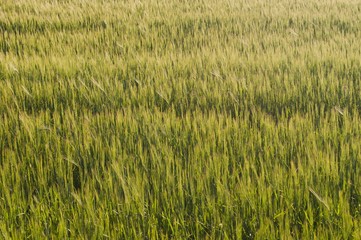 Green wheat texture on a grain field in spring as agricultural background