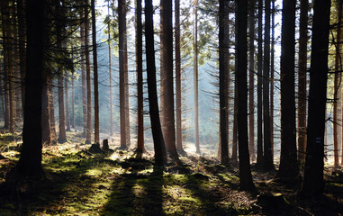 Morning forest with sunshine