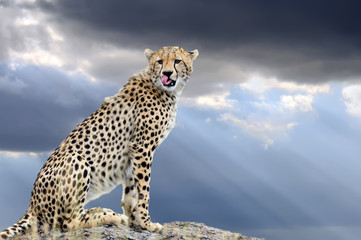 Fototapety  Dziki afrykański gepard