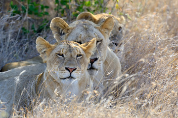 Close lion in National park of Kenya