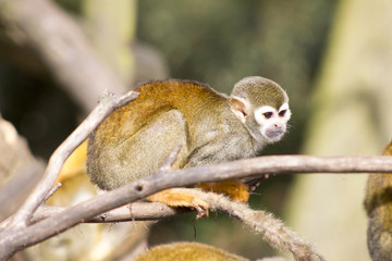 Fototapeta premium Adult squirrel monkey 