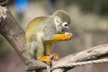 Adult squirrel monkey 