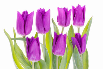Tulpen Mutter viloet