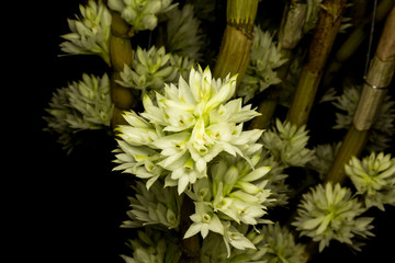 orchid isolated on black