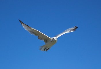 Flying bird