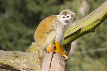 Adult squirrel monkey on branch