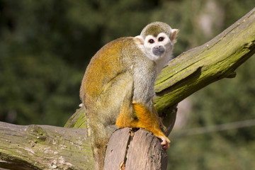 Adult squirrel monkey on branch