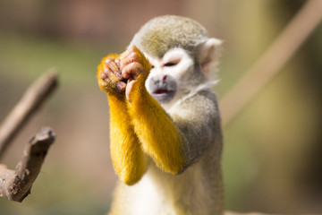 Adult squirrel monkey