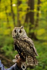 Long Eared owl standing on the human hands