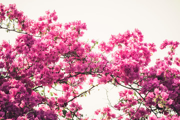 Bougainvilleas