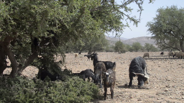 Tree climbing goats in Morocco