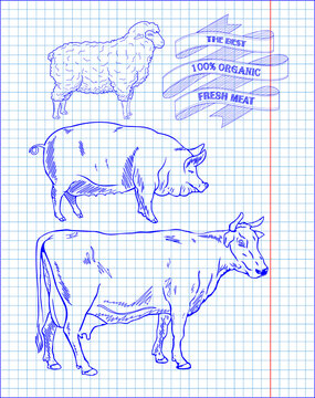 butchering beef diagram, pork, lamb