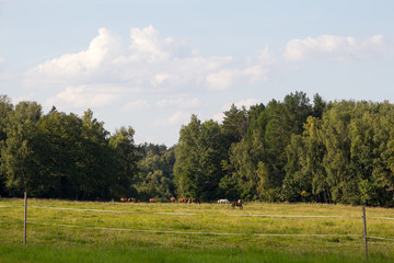 horse pasture on the edge of the forest