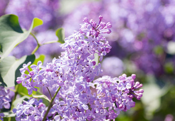 Beautiful blooming spring lilac