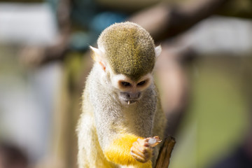 Adult squirrel monkey
