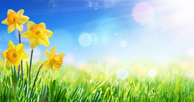 Daffodils In Sunny Field - Springtime Background
