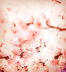 Spring Cherry blossoms