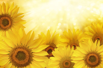 Naklejka premium Sunflower natural background