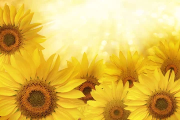 Poster Sunflower natural background © Andrey Volokhatiuk