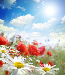 Panele Szklane Podświetlane  Kwiat maku na niebie