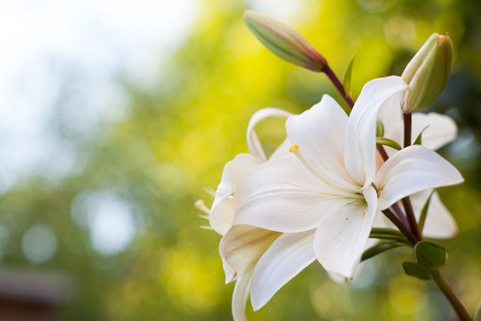 Spring Flowers