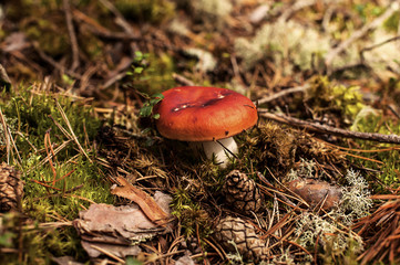 Red fly agaric and pine cones in the woods (Amanita Muscaria)