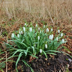 Obraz premium Meadow with group of snowdrops