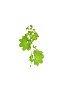 Pressed and dried flower  Alchemilla vulgaris. Isolated.