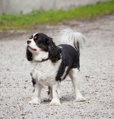 Cocker spaniel dog portrait