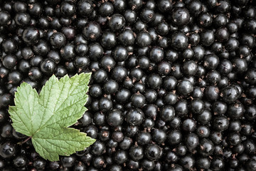 Blackberry background with green leaf and copy space