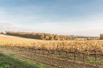 Obraz premium The beautiful countryside of Lucignano in Tuscany